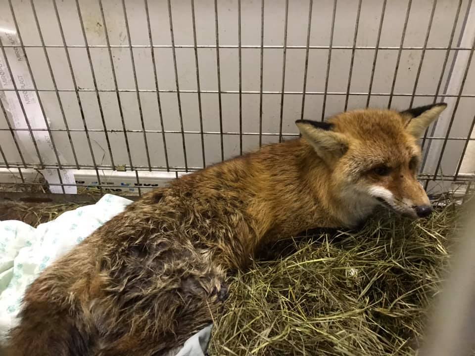 Лисиця з Тернополя, яка загинула. Фото: Орест Залипський