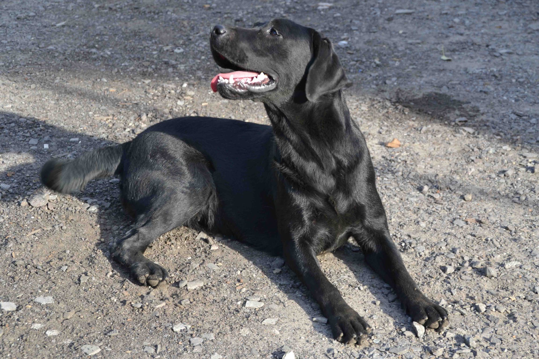 Львівські поліцейські показали найкращого шукача зброї та вибухівки. Фото поліції