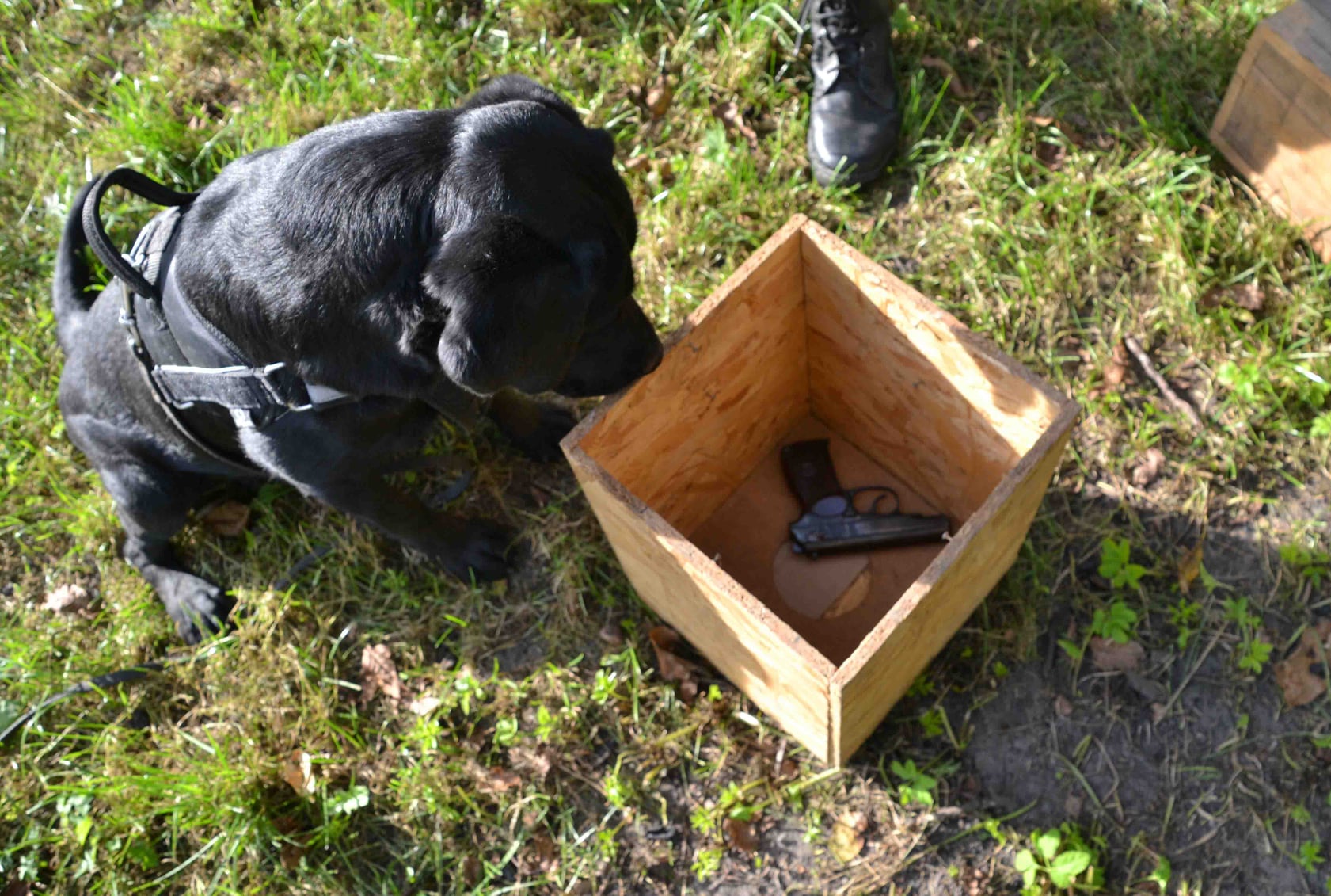 Львівські поліцейські показали найкращого шукача зброї та вибухівки. Фото поліції