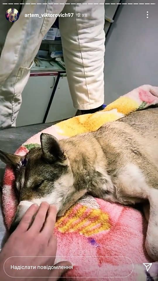 Собака у ветклініці. Фото: artem_viktorovich97/Instagram