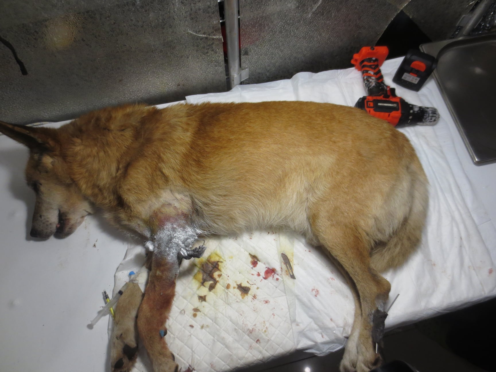 Собака, якого у Львові розстріляли невідомі, помер. Фото: Роман Грицишин