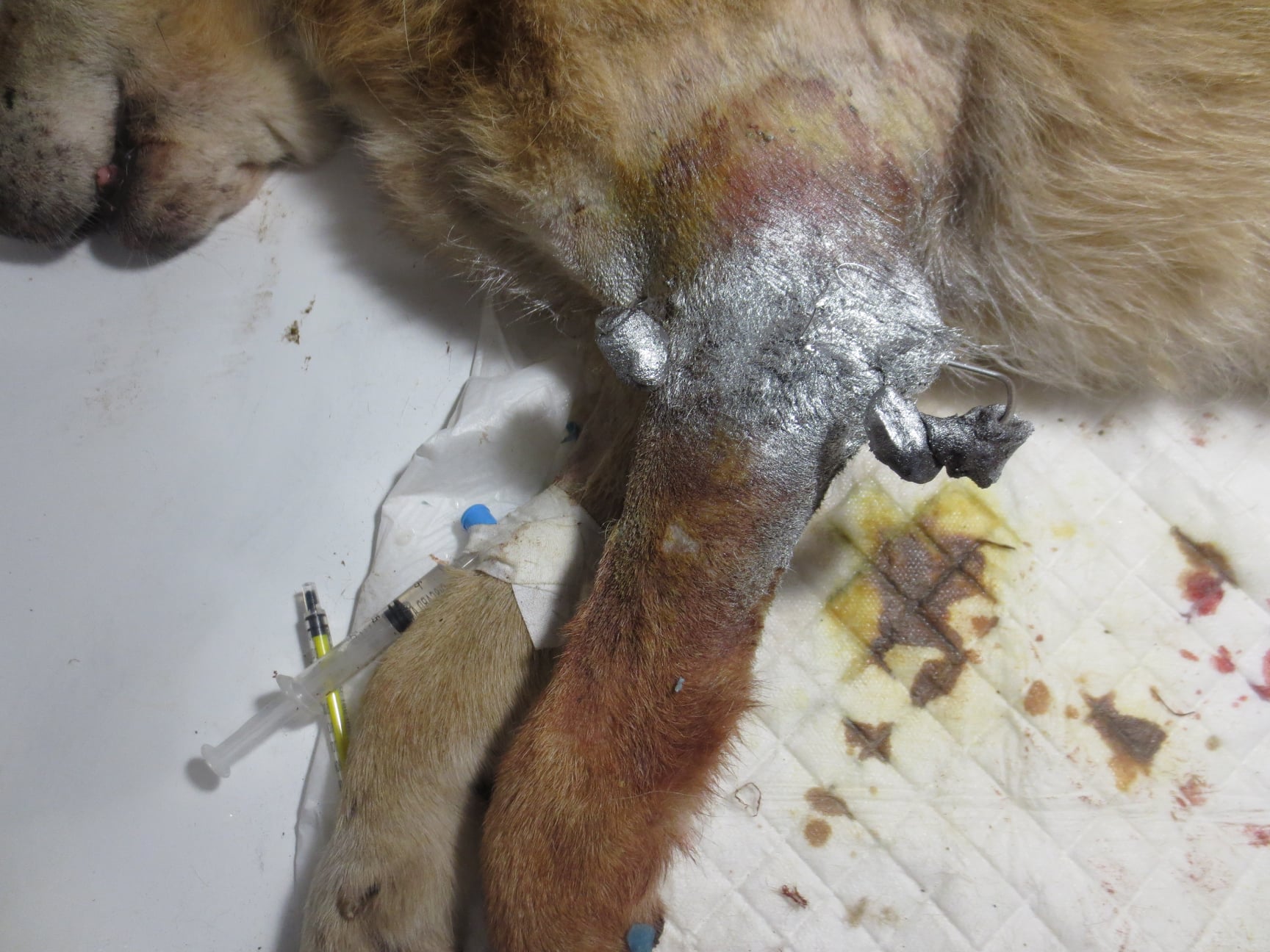 Самбірський священник рятує собаку, якого жорстоко побили у Львові. Фото: Роман Грицишин