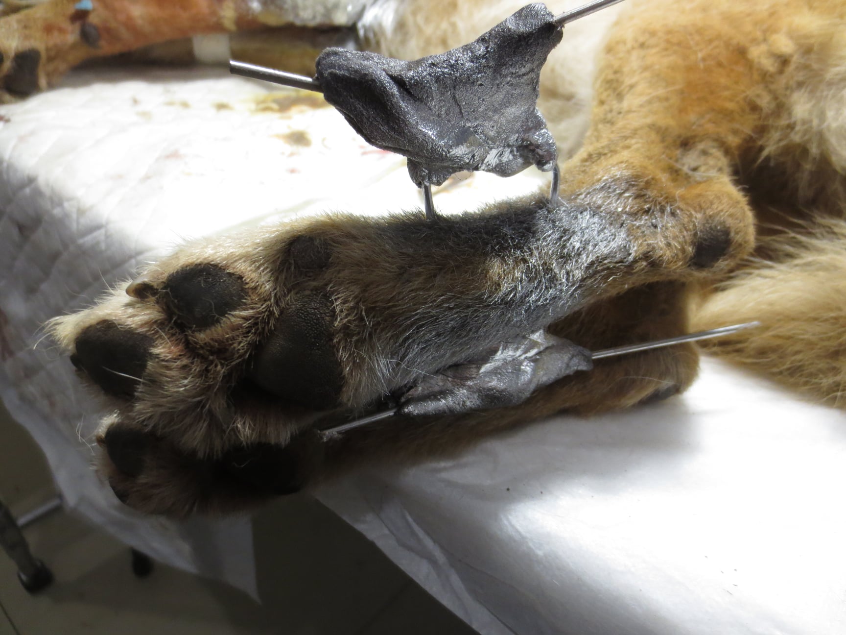 Самбірський священник рятує собаку, якого жорстоко побили у Львові. Фото: Роман Грицишин