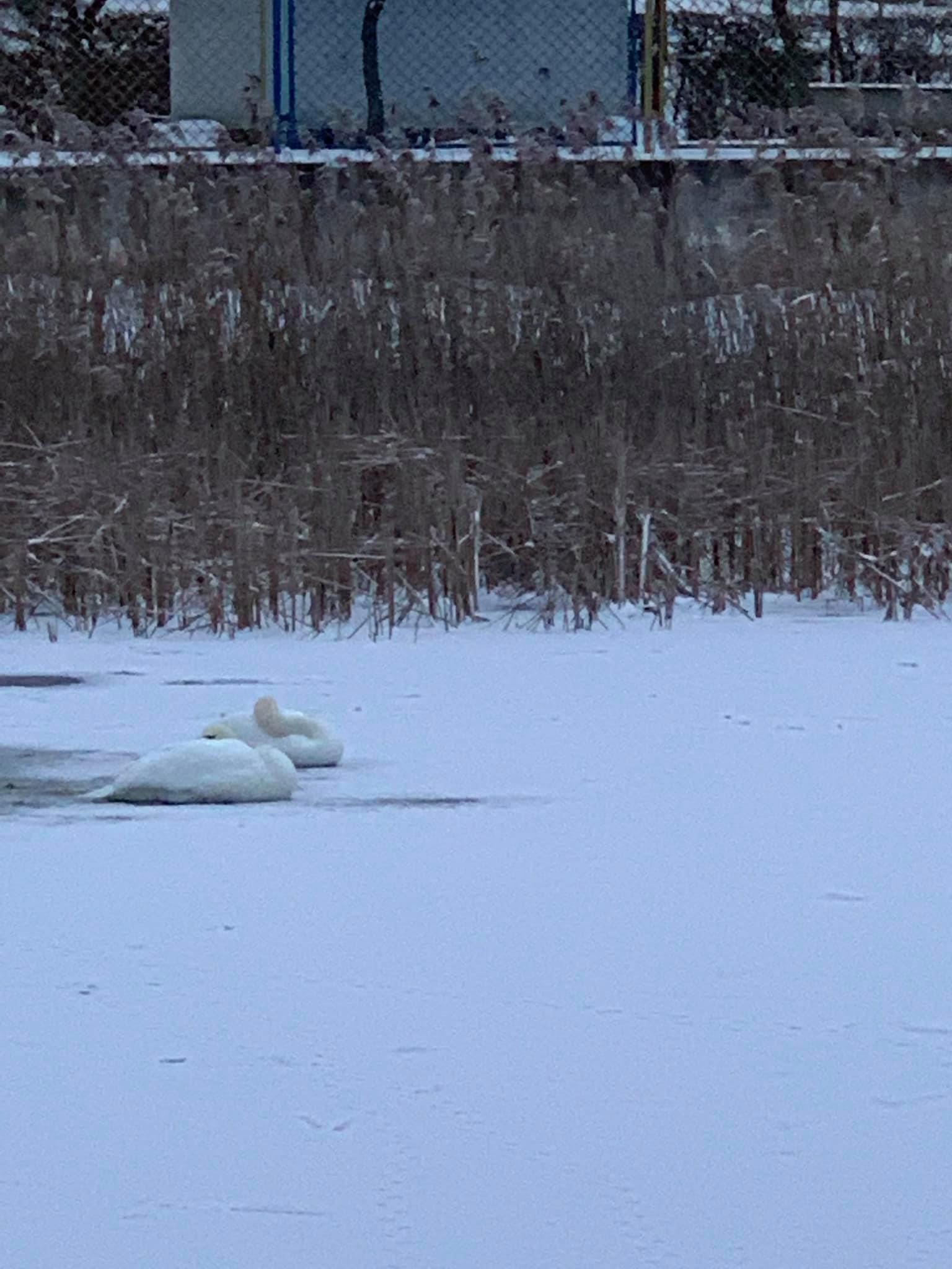 Що буде з лебедями з Левандівського озера. Фото: Ірена Сиротич