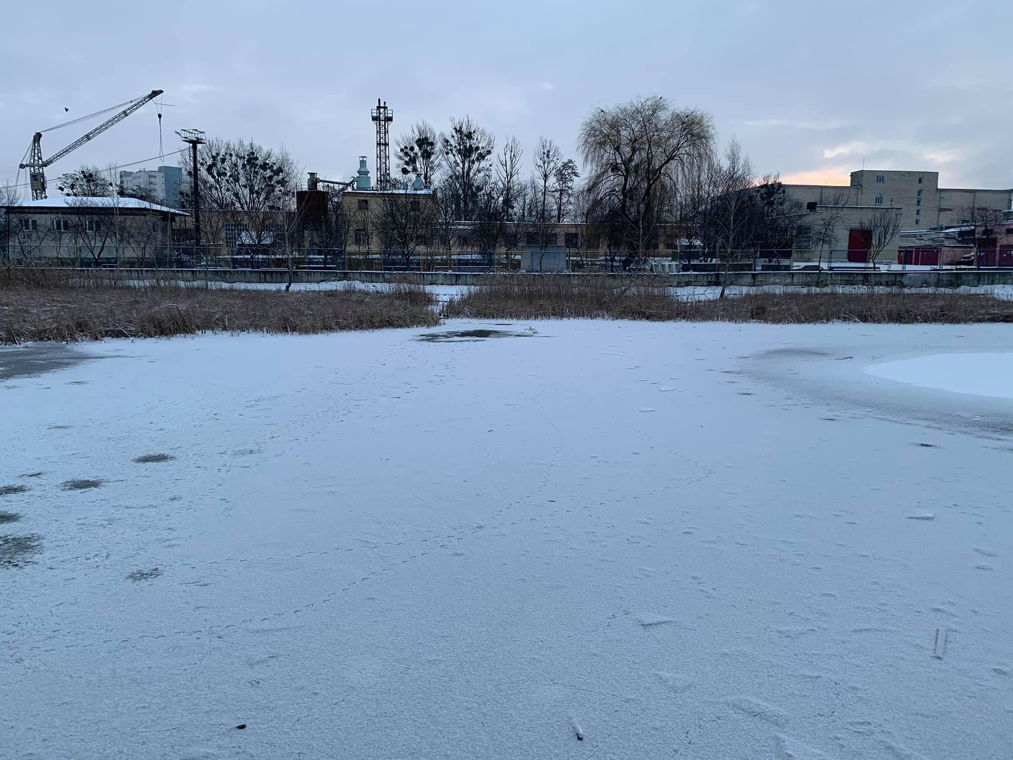 Що буде з лебедями з Левандівського озера. Фото: Ірена Сиротич
