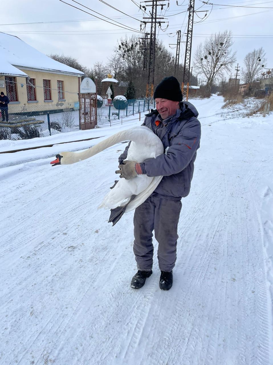 Із залізничної колії у Львові врятували лебедя. Фото: ЛКП "Зелений Львів"