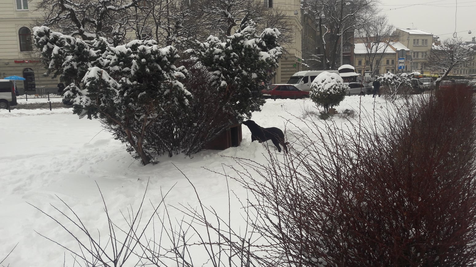 У центрі Львова встановили собачу будку для безпритульної дворняги