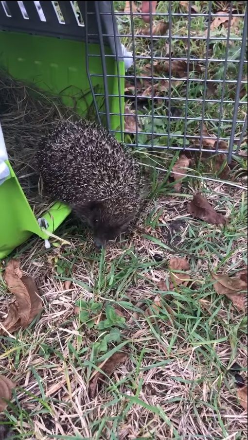 Львівські волонтери випустили на волю врятованих їжаків. Скріншот з відео
