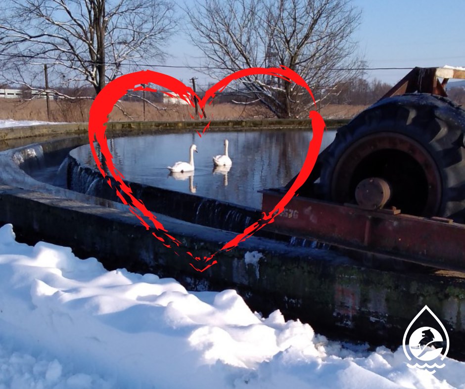 На каналізаційних спорудах у Львові оселились лебеді. Фото: Львівводоканал