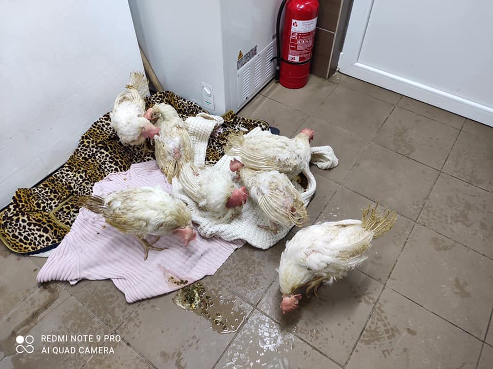 Поліцейські принесли в Домівку врятованих тварин ящик курей. Фото: Орест Залипський