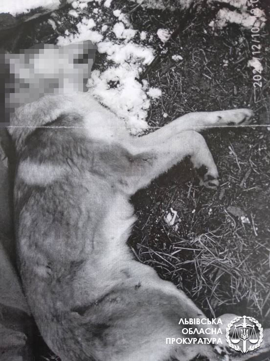 На Львівщині чоловік розстріляв сусідських ротвейлера і алабая. Фото прокуратури