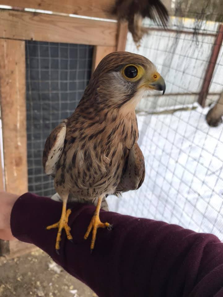 Сови і боривітри з Домівки врятованих тварин потребують корму. Фото: Орест Залипський