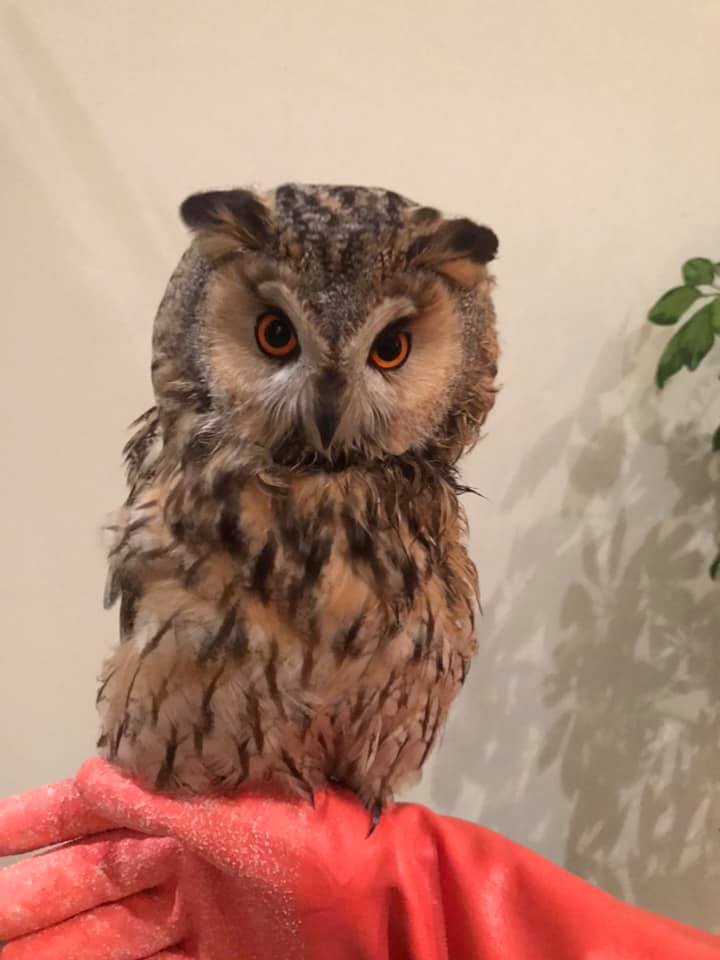 Сови і боривітри з Домівки врятованих тварин потребують корму. Фото: Орест Залипський