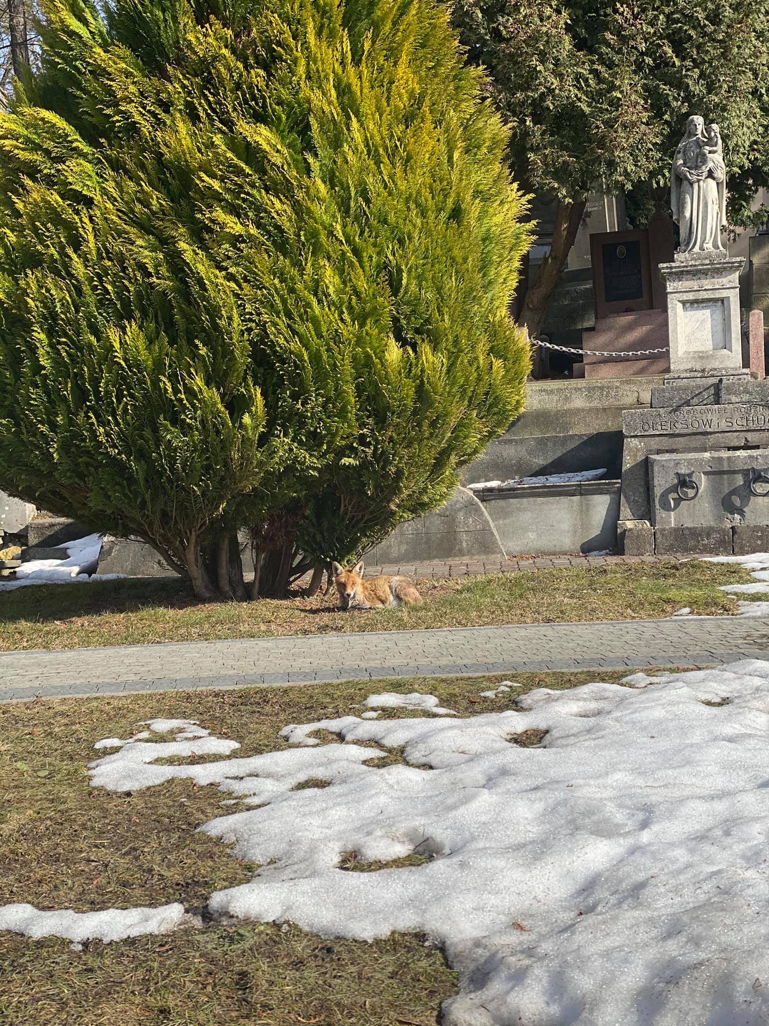 На Личаківському цвинтарі оселилася лисиця. Фото: Анна Біла