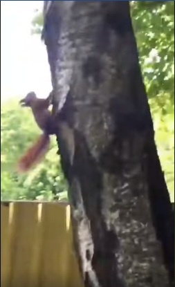 Білченят, які випали з гнізда, відгодували і випустили. Скріншоти з відео