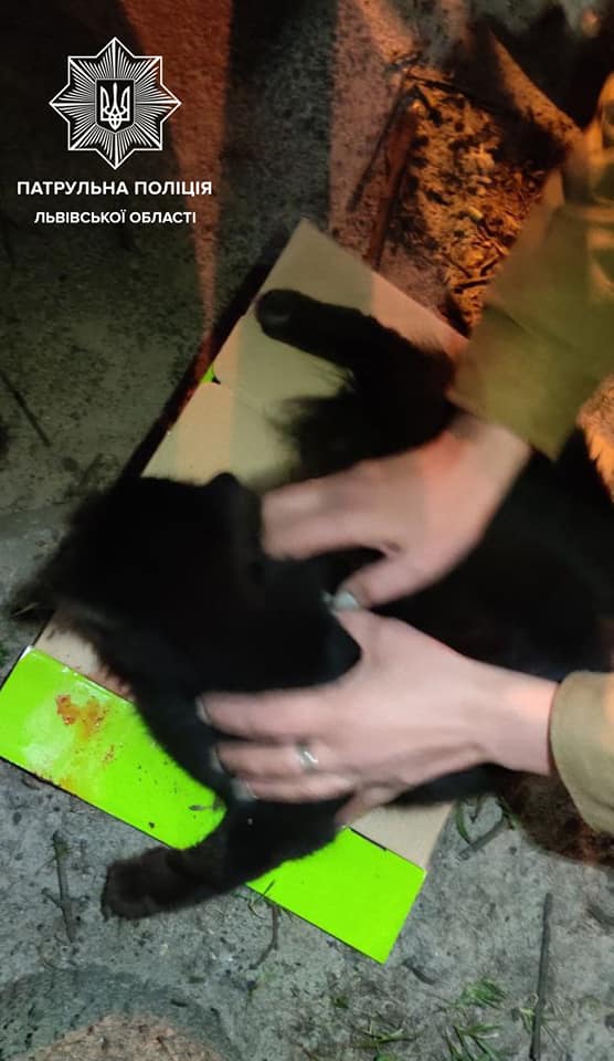 На Любінській 72-річний чоловік викинув з шостого поверху кота. Фото поліції