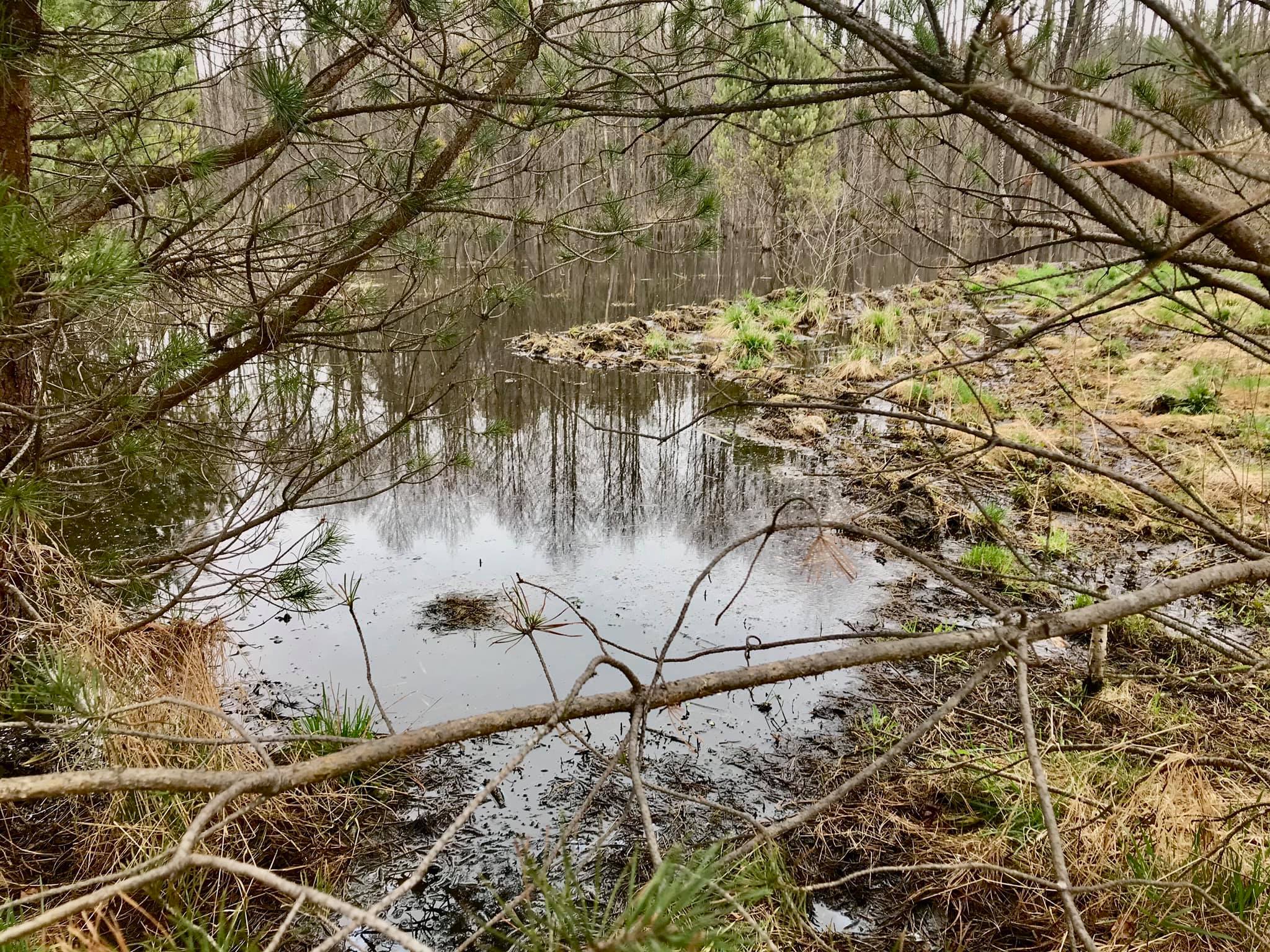Львівщину тероризують бобри. Фото: Яворівський національний природний парк