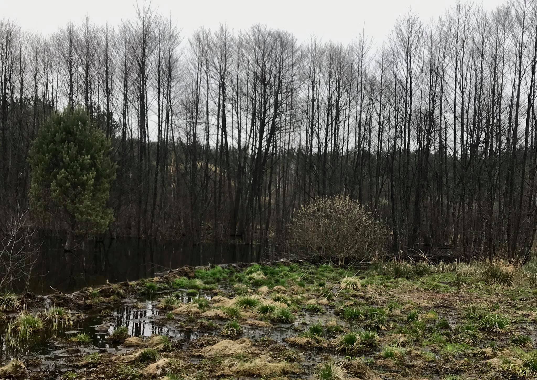 Львівщину тероризують бобри. Фото: Яворівський національний природний парк