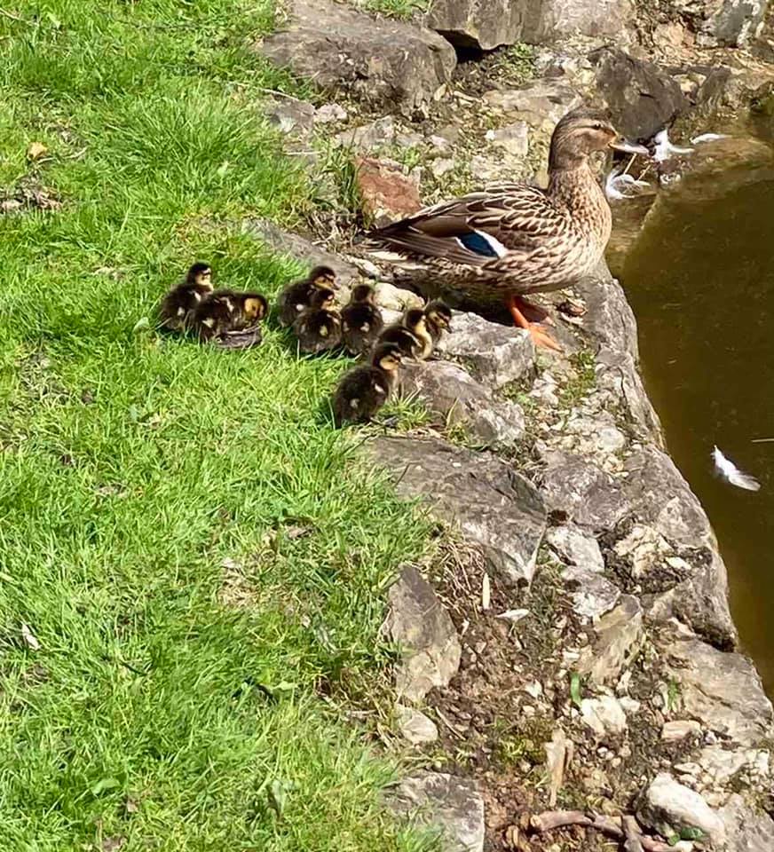 У Стрийському парку &ndash; поповнення. Фото: Стрийський парк