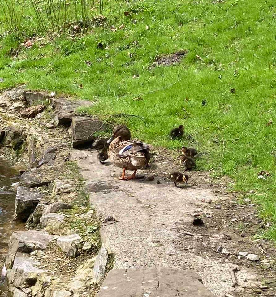 У Стрийському парку &ndash; поповнення. Фото: Стрийський парк