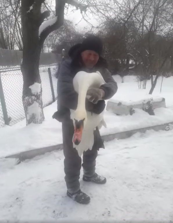 Із залізничної колії у Львові врятували лебедя. Скріншот з відео