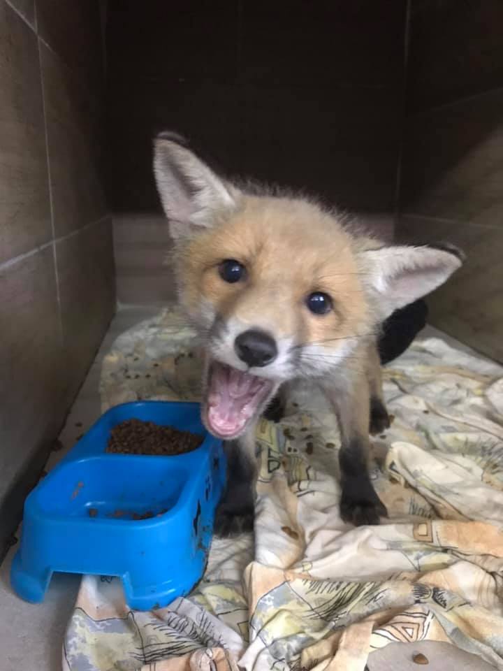 До львівського притулку привезли трьох лисенят. Фото: Орест Залипський