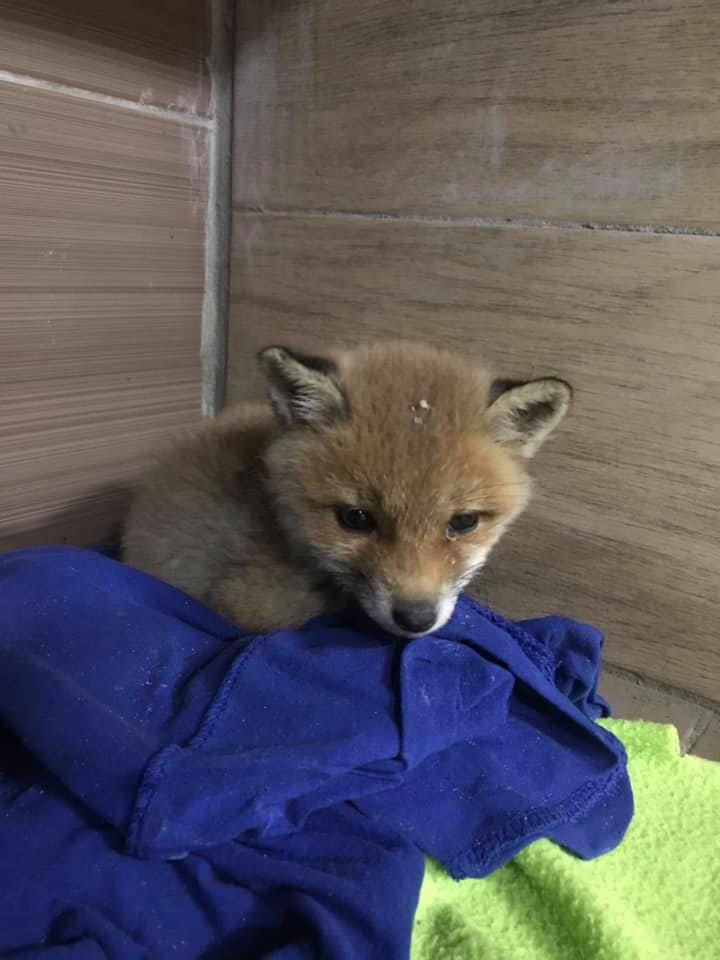 До львівського притулку привезли трьох лисенят. Фото: Орест Залипський