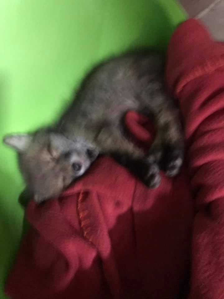 До львівського притулку привезли трьох лисенят. Фото: Орест Залипський