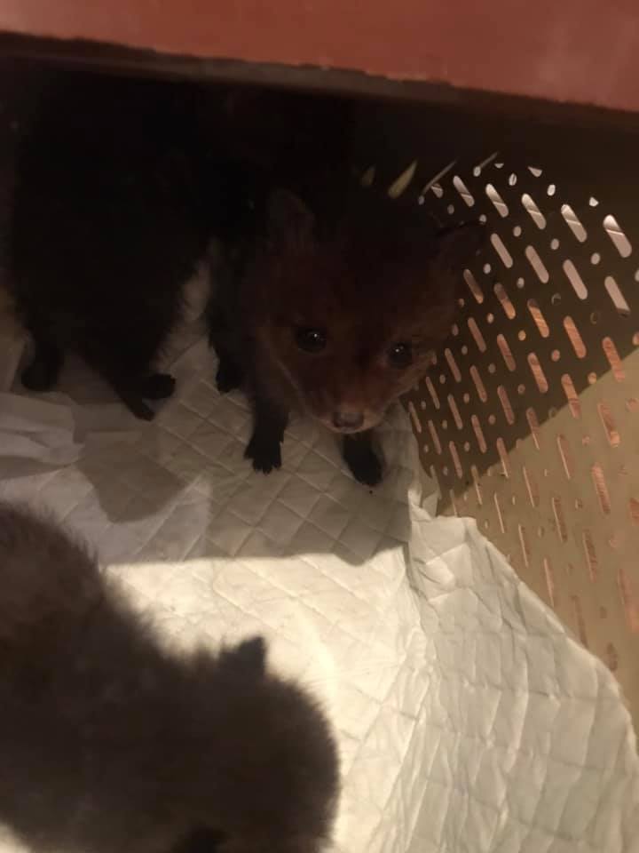 До Львова з Бродів привезли крихітних лисенят. Фото: Орест Залипський