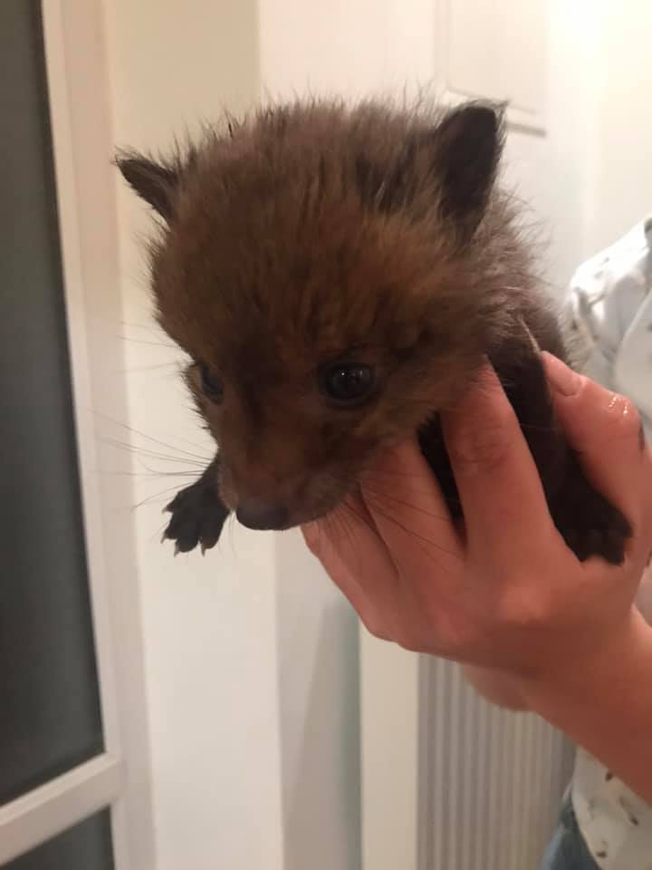 До Львова з Бродів привезли крихітних лисенят. Фото: Орест Залипський