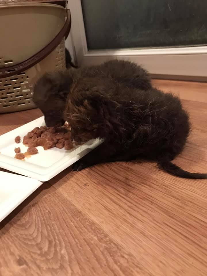 До Львова з Бродів привезли крихітних лисенят. Фото: Орест Залипський