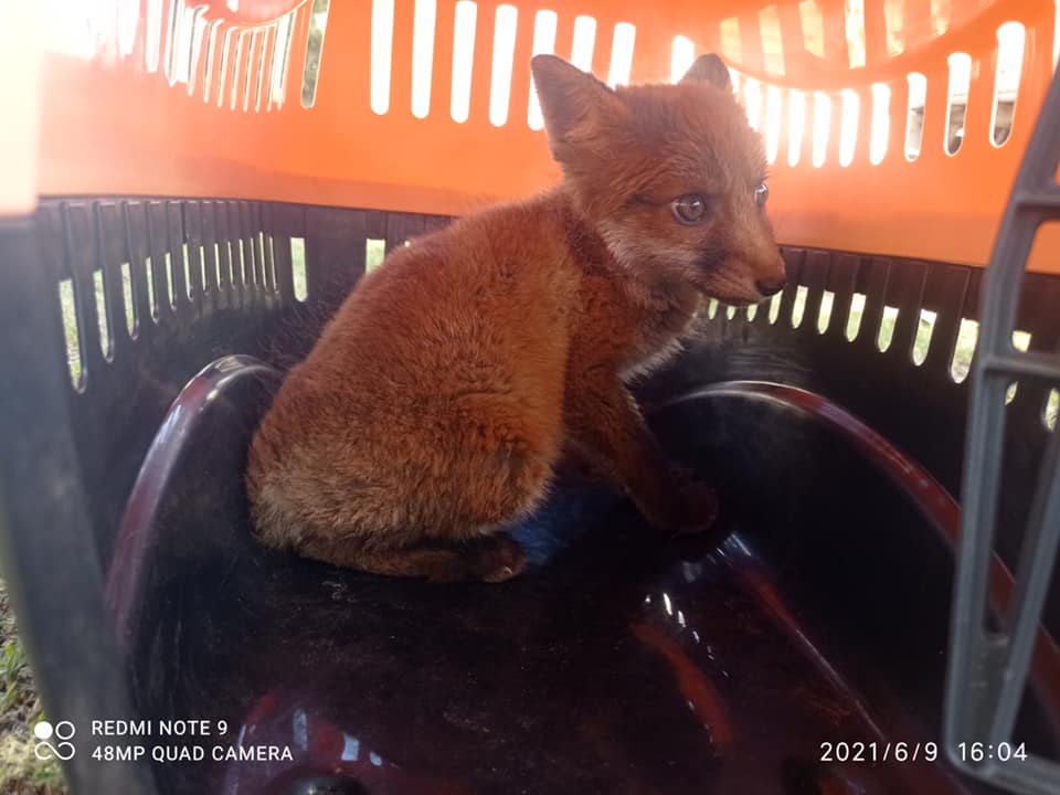 Львівські волонтери врятували лисеня від жахливої смерті. Фото: Орест Залипський