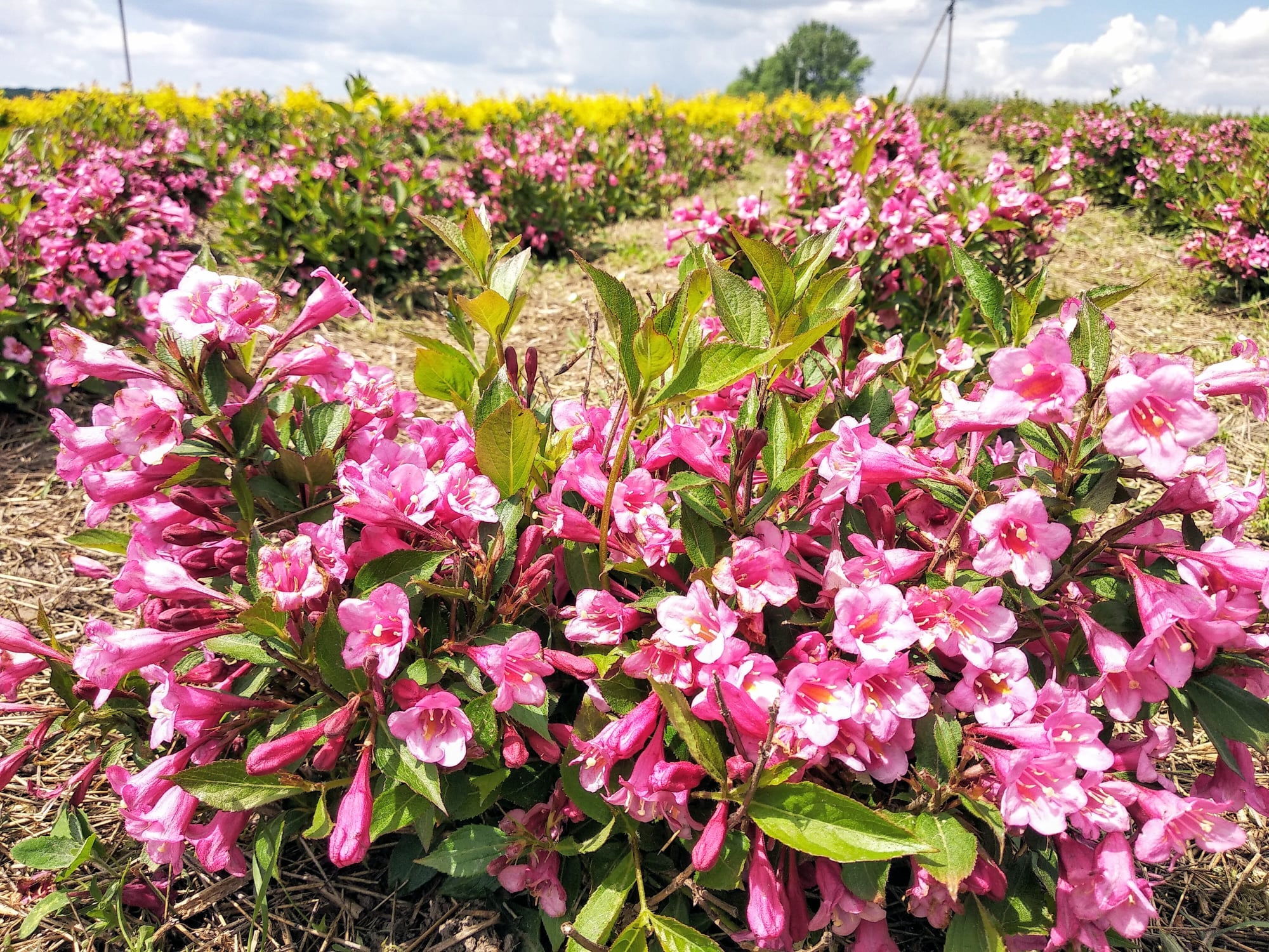 Біля Львова з'явилося лавандове поле. Фото: Kazkovi Polya