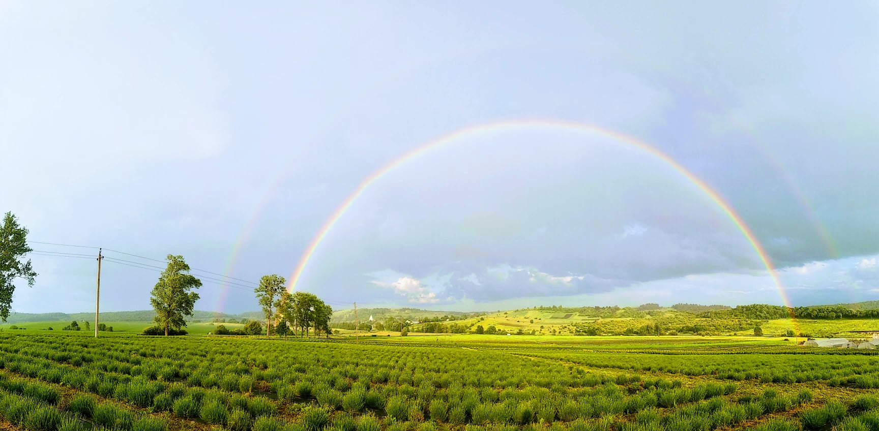 Біля Львова з'явилося лавандове поле. Фото: Kazkovi Polya