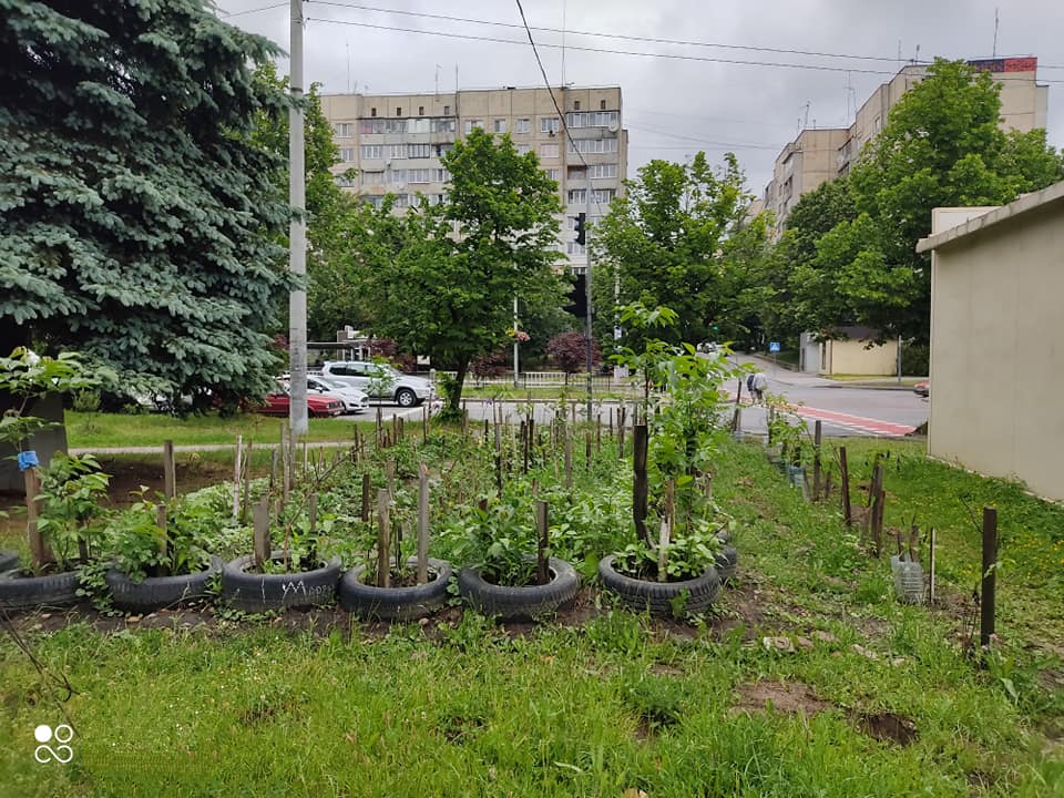 Картопля – другий хліб: Львів"яни перетворюють газоні на городи 