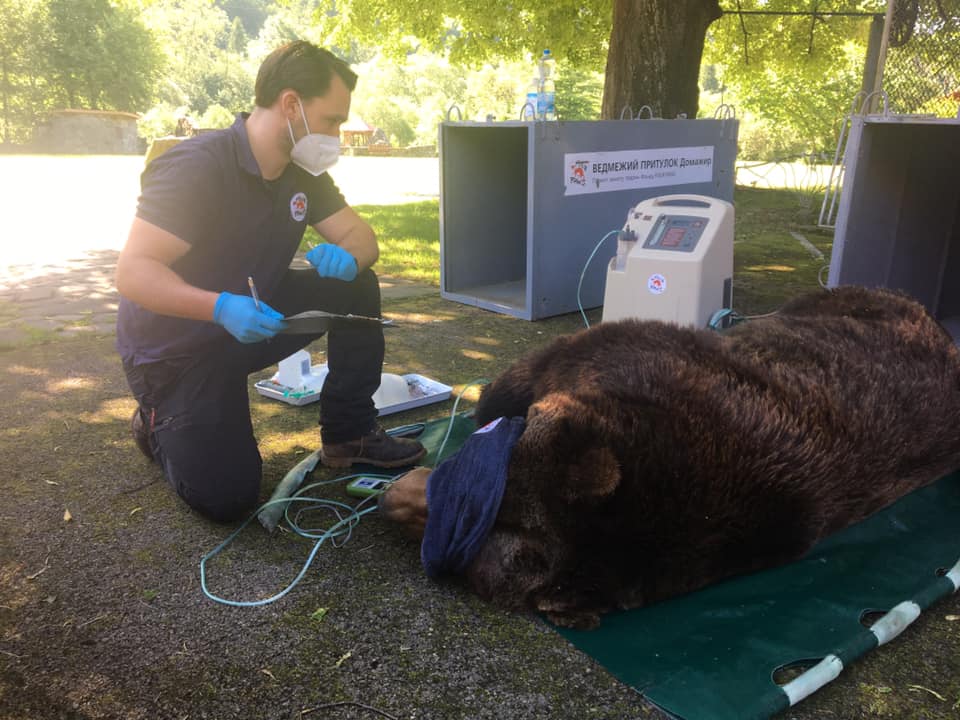 У ведмежий притулок «Домажир» привезли нових мешканців. Фото: Ведмежий притулок "Домажир"