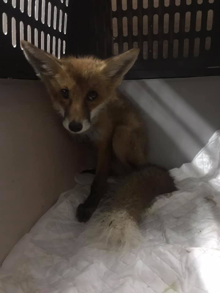 До львівського притулку привезли покалічену лисицю. Фото: Орест Залипський