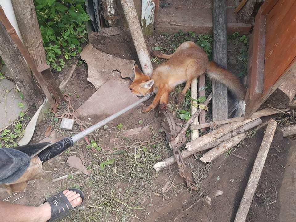 До львівського притулку привезли покалічену лисицю. Фото: Орест Залипський