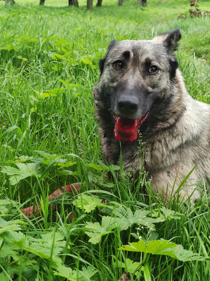 В парку на Львівщині невідомі влаштували стрілянину по собаці. Фото: Вікторія Андрущак
