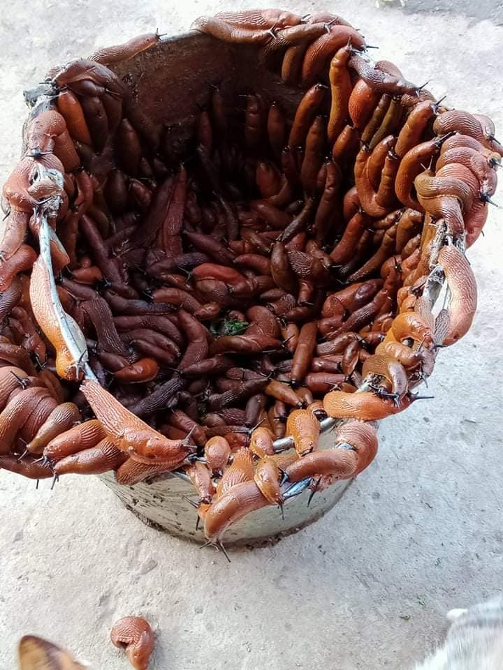 Львівщину тероризують руді слимаки. Фото: Христина Наумко-Сороковська