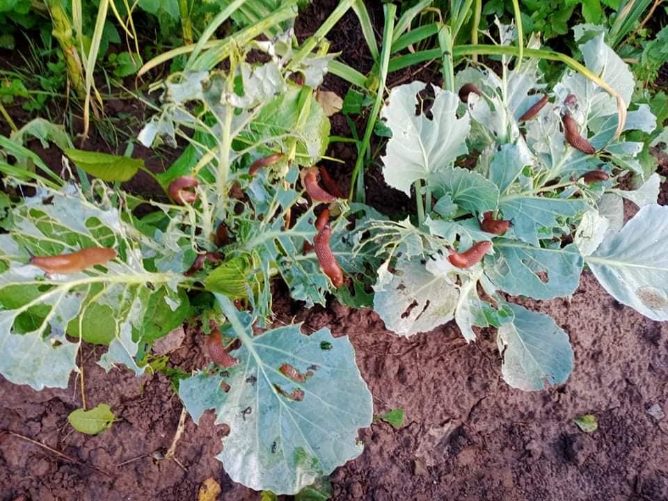 Львівщину тероризують руді слимаки. Фото: Христина Наумко-Сороковська