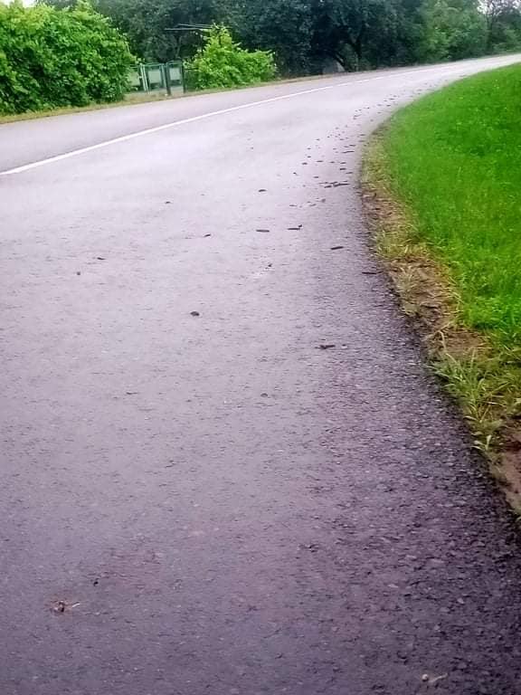 Львівщину тероризують руді слимаки. Фото: Христина Наумко-Сороковська