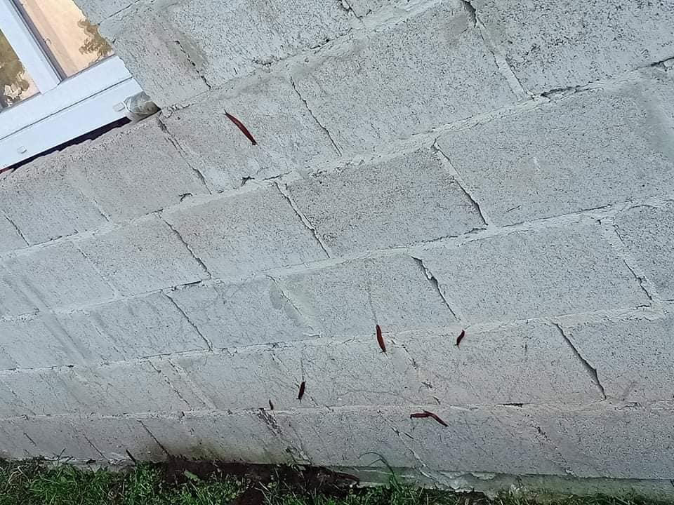 Львівщину тероризують руді слимаки. Фото: Христина Наумко-Сороковська