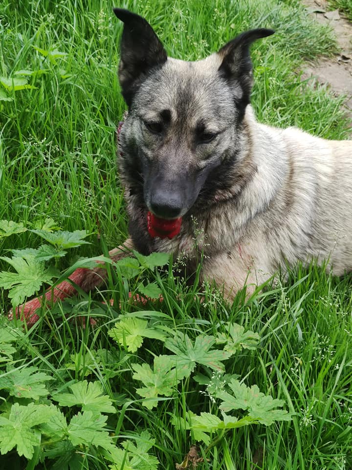 В парку на Львівщині невідомі влаштували стрілянину по собаці. Фото: Вікторія Андрущак