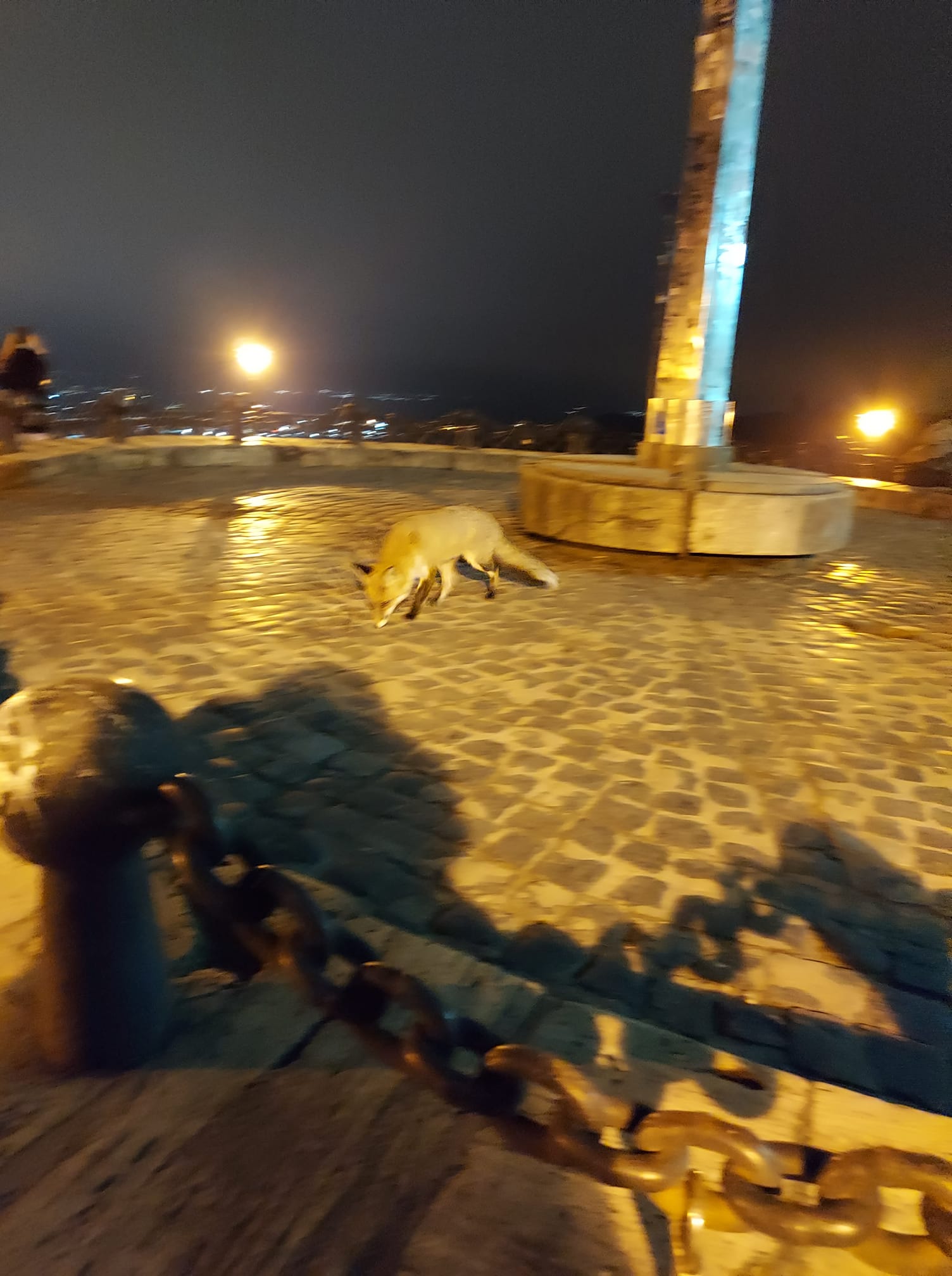 Ще одна лисиця у Львові. Фото: Oxana Zagoroyko