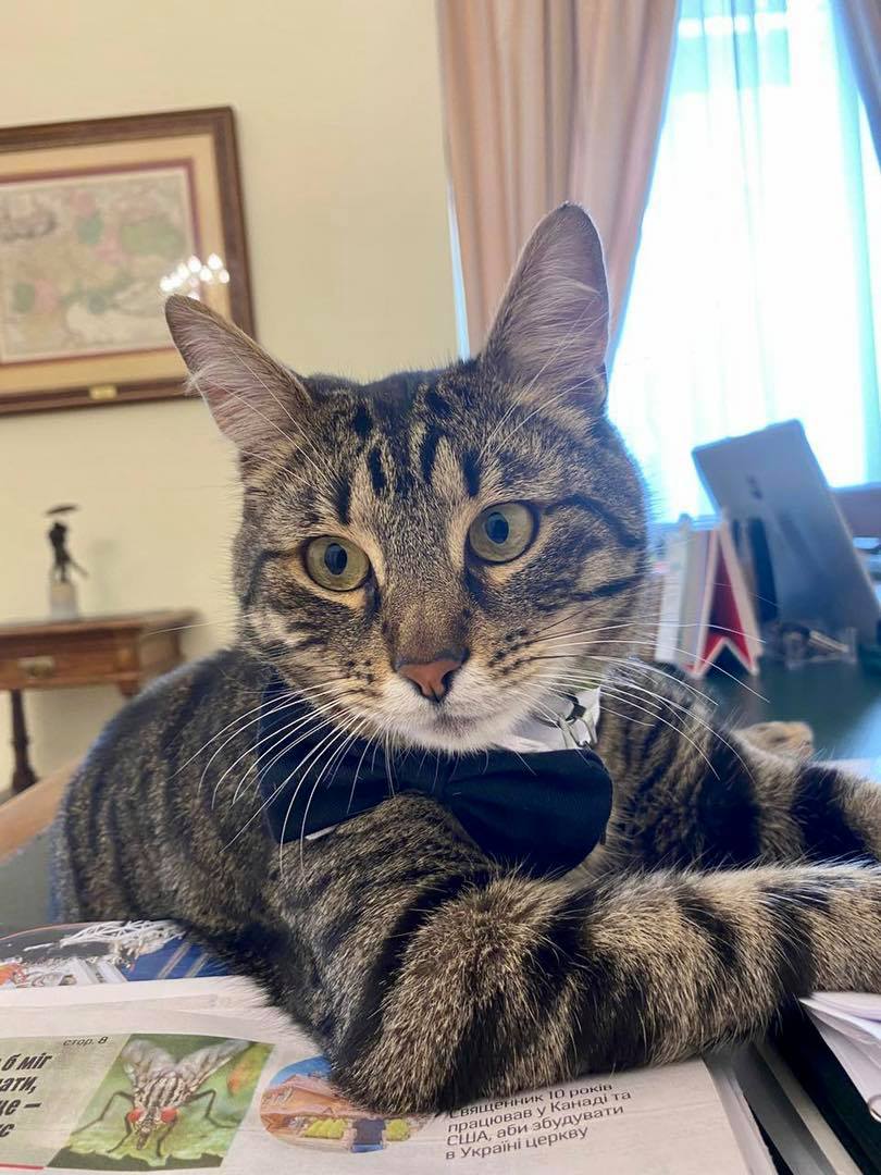 У Львові загубився котячий мер Левчик. Фото: Андрій Садовий