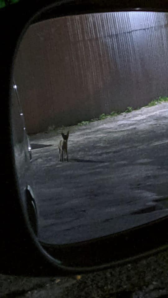 Біля басейну на Клепарівській помітили лисеня. Фото: Ігор Зінкевич