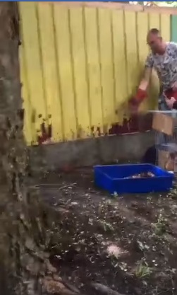 Білченят, які випали з гнізда, відгодували і випустили. Скріншоти з відео