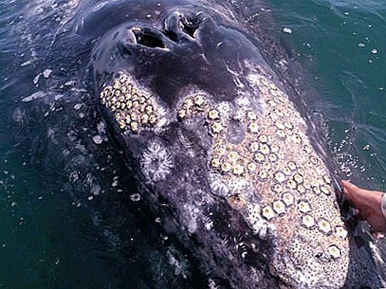 Де у Львові можна побачити вусоногих раків. Фото: facebook.com/ZooMuseumLNU