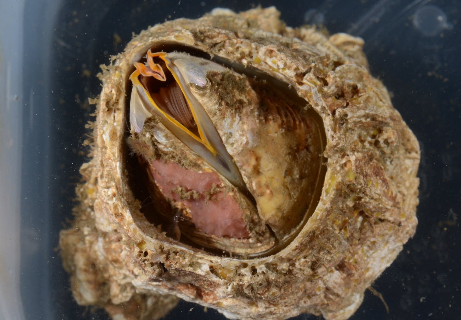 Де у Львові можна побачити вусоногих раків. Фото: facebook.com/ZooMuseumLNU